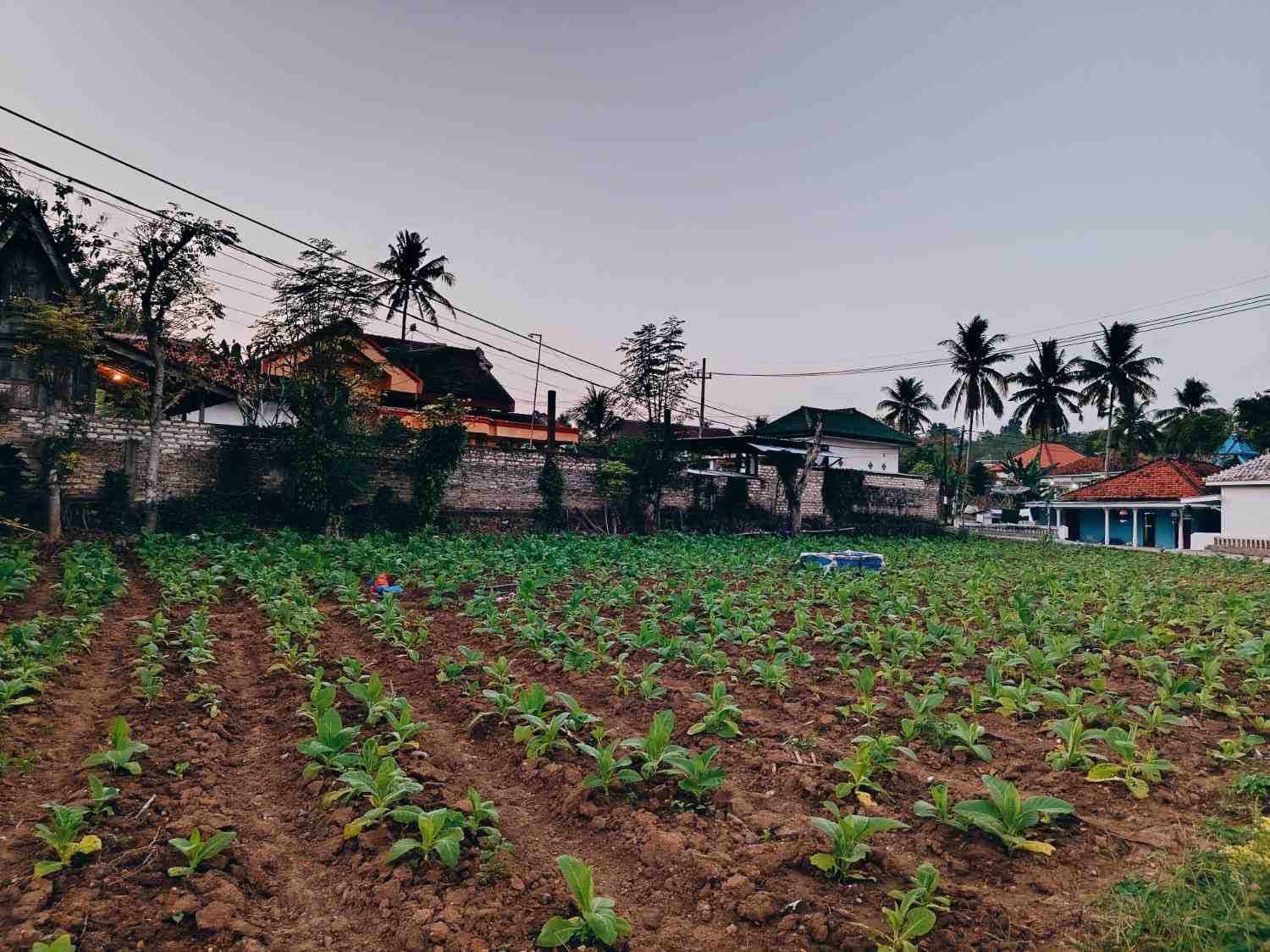 Roda Kehidupan di Sela Daun Tembakau