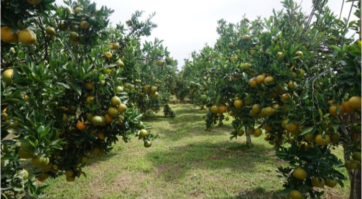 Kebun jeruk