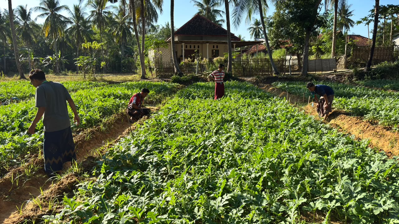 Sentra Budidaya Semangka Unggulan