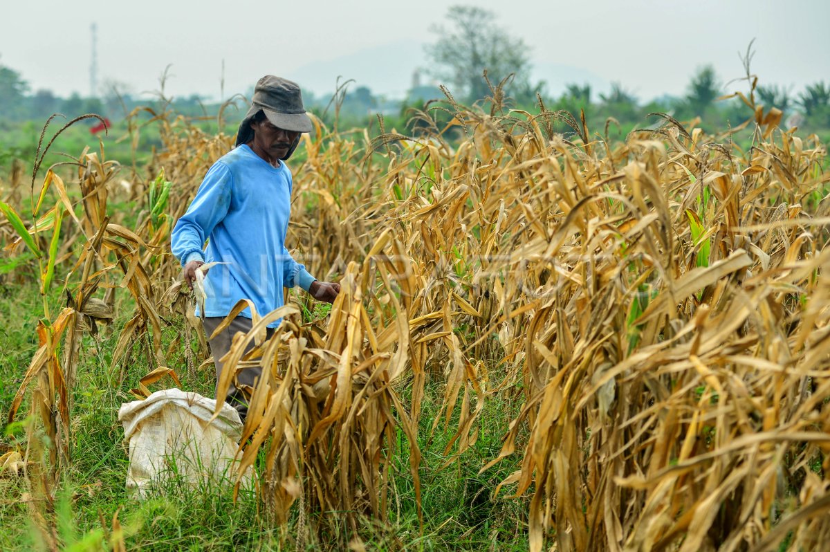 Petani 