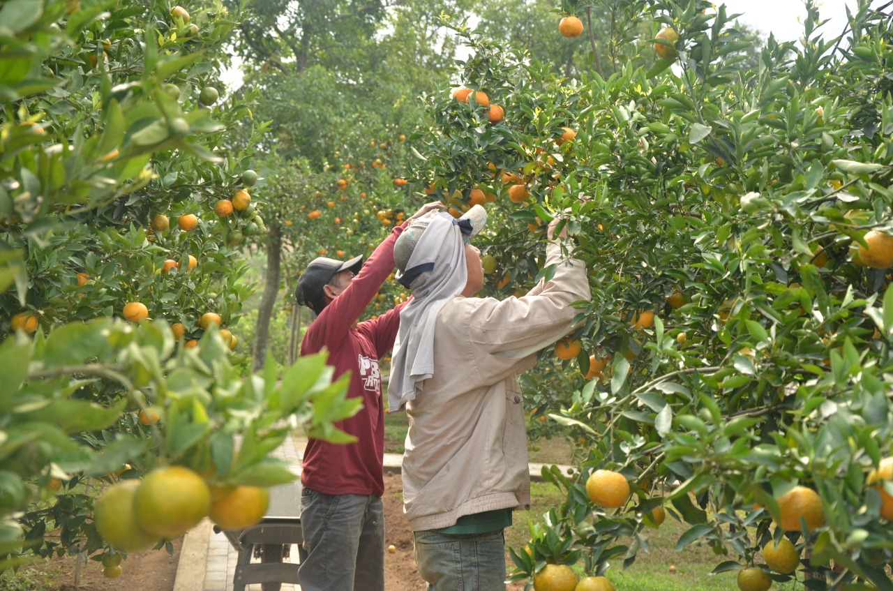 Pekebun