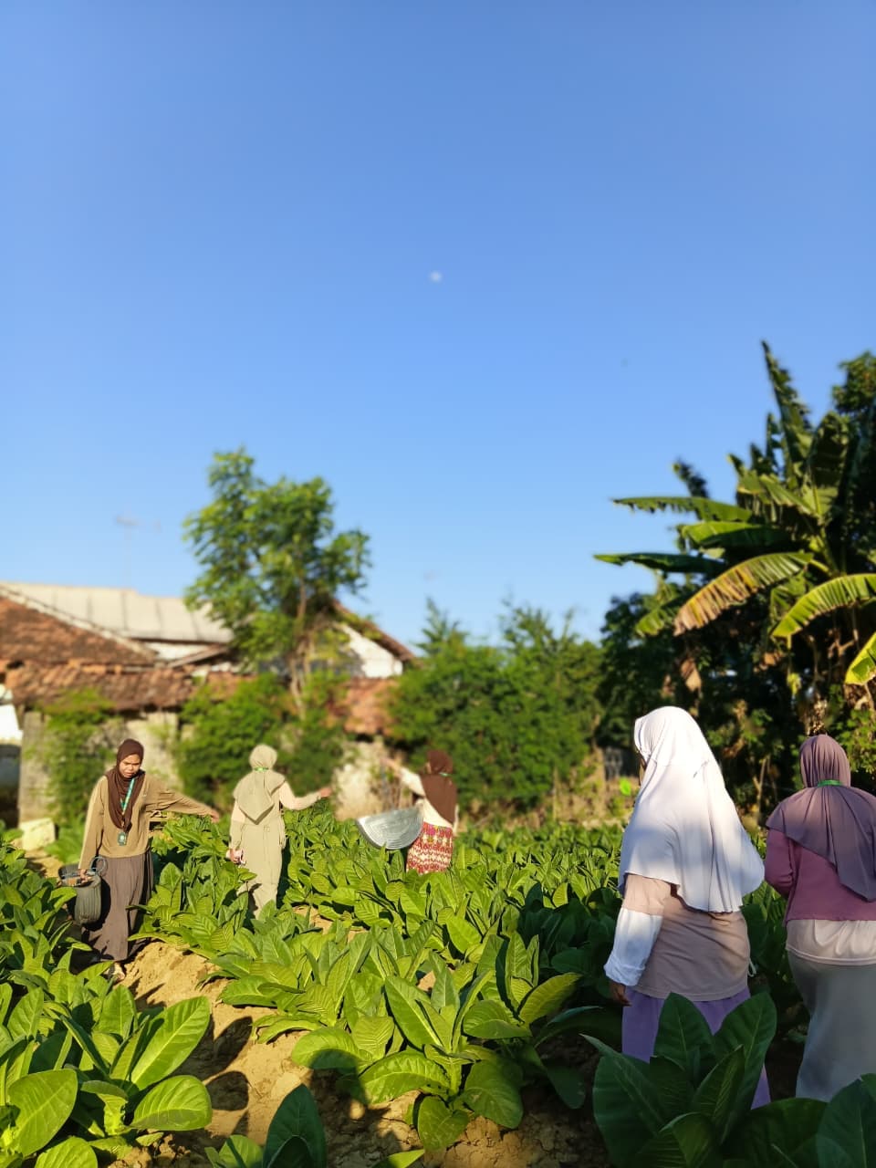 Mahasiswi P2M UNIA Prenduan 2026 Belajar Proses Budidaya Tembakau Bersama Warga Dusun Galis Tengah