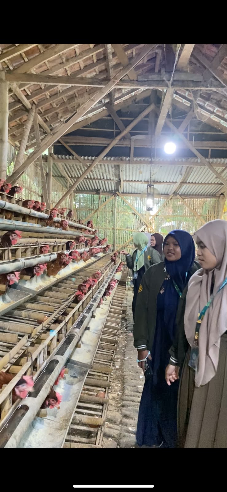 Belajar Langsung di Peternakan Telur Dusun Tega