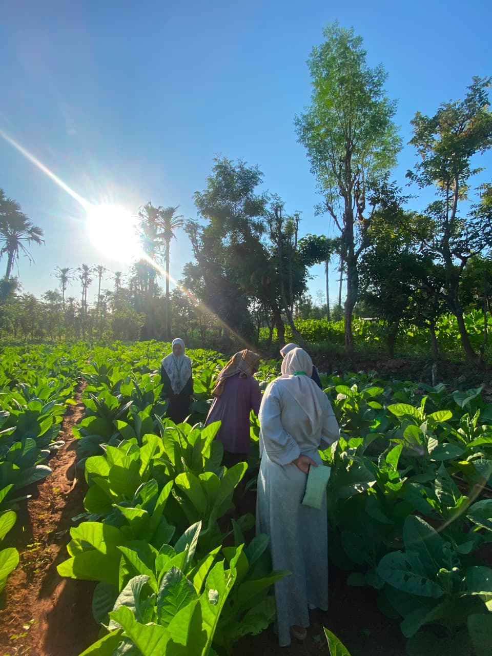 Belajar dari Petani, P2M UNIA Mengenal Budidaya Tembakau Desa Lobuk